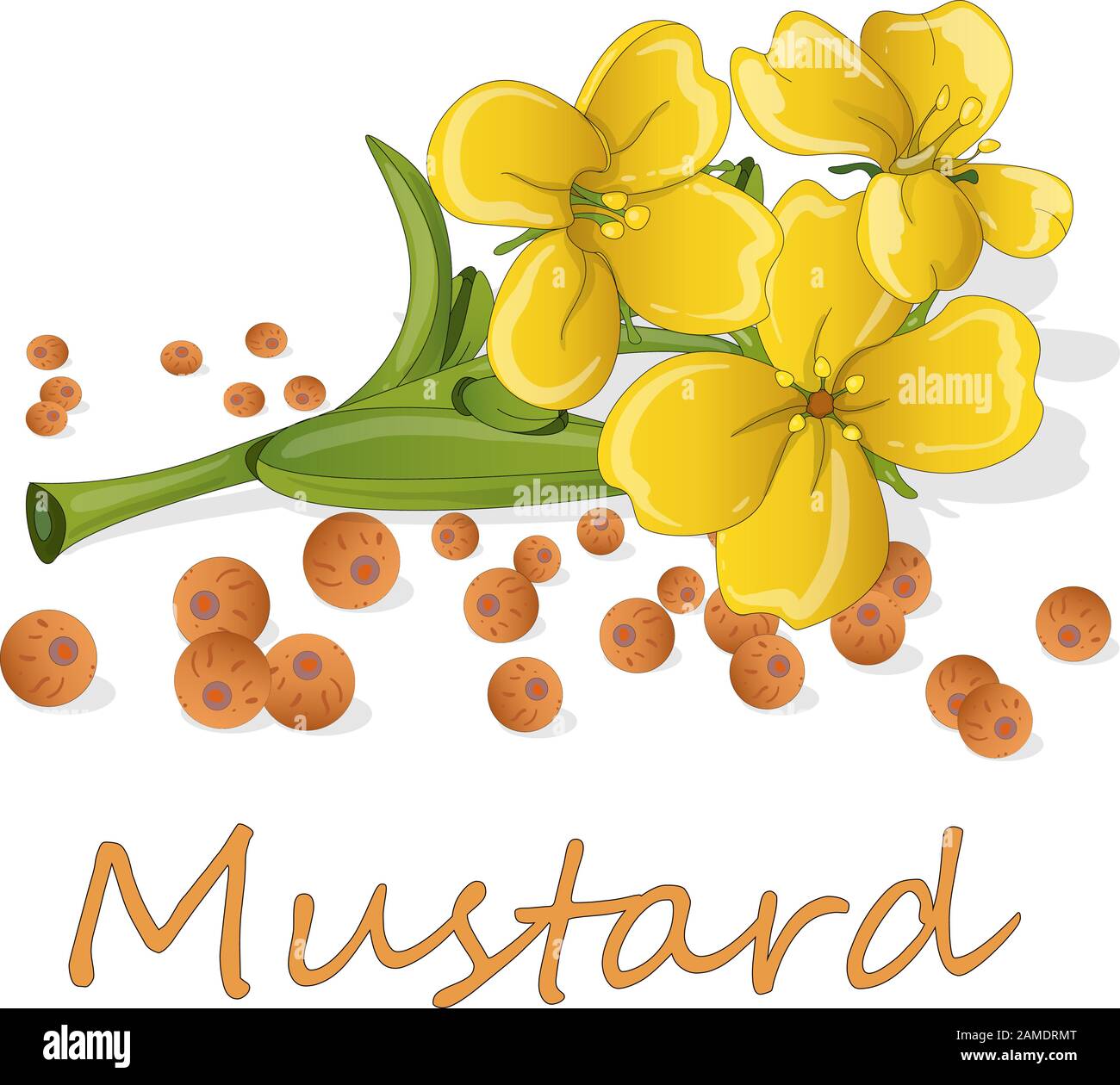 Collection of mustard vector illustrations mustard seeds, flower