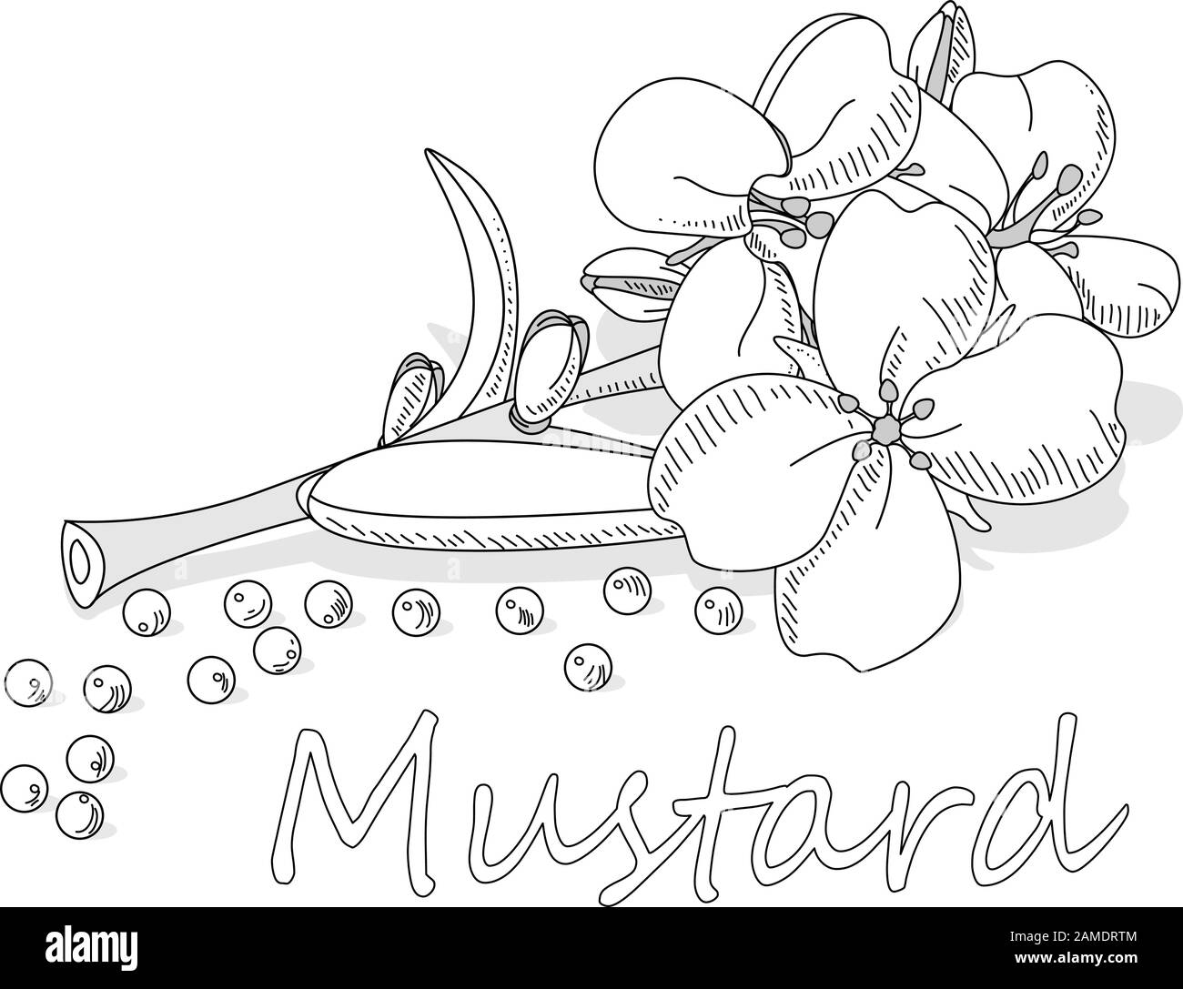 Collection of mustard vector illustrations: mustard seeds, flower, leaves and pod. Isolated on white background. Stock Vector