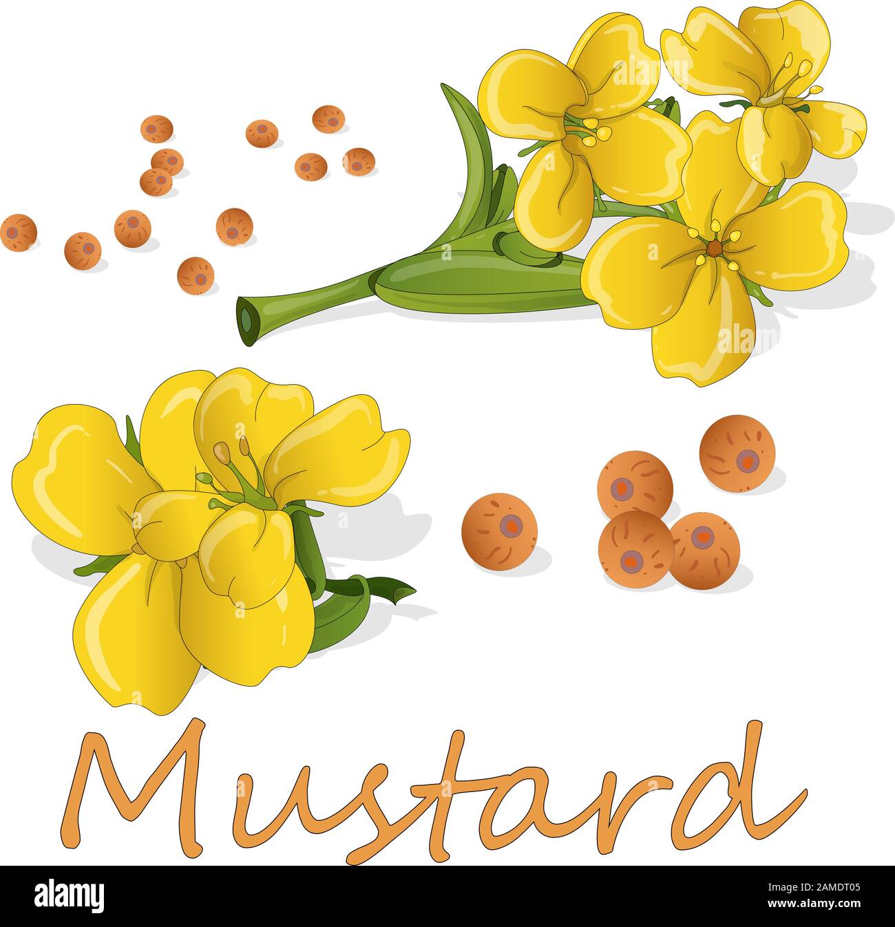 Collection of mustard vector illustrations mustard seeds, flower
