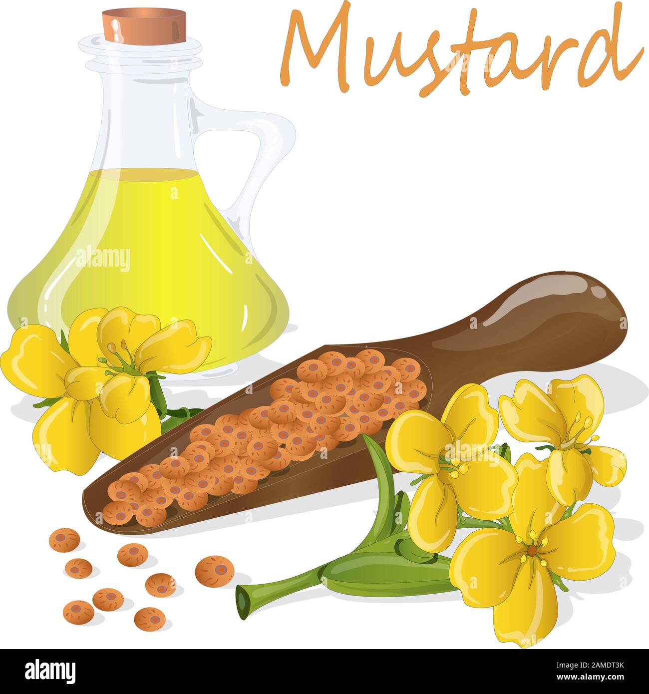 Collection of mustard vector illustrations mustard seeds, flower