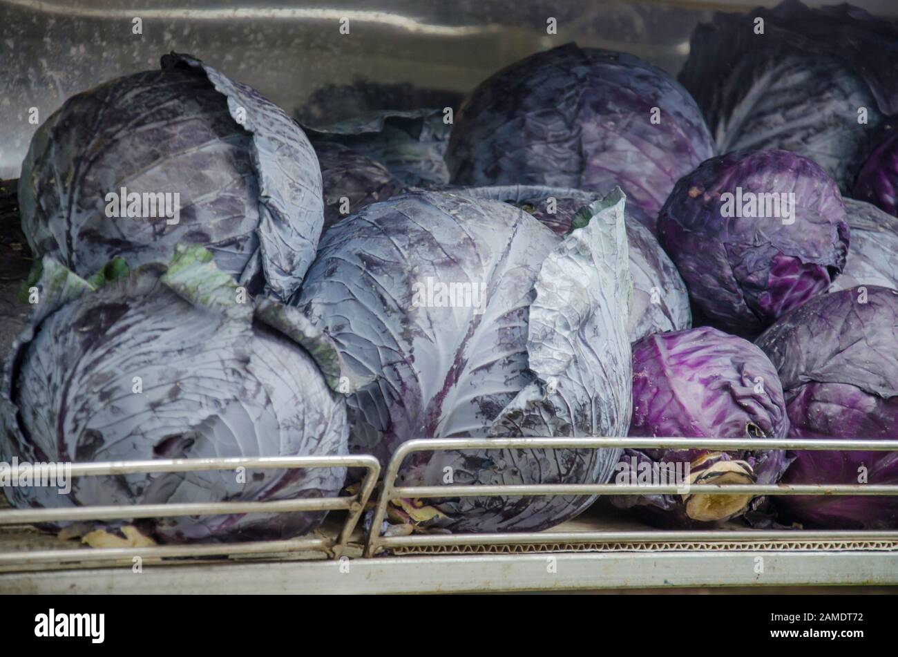Red cabbages (purple-leaved Brassica oleracea) is a kind of cabbage, also known as purple cabbage, red kraut, or blue kraut. Stock Photo