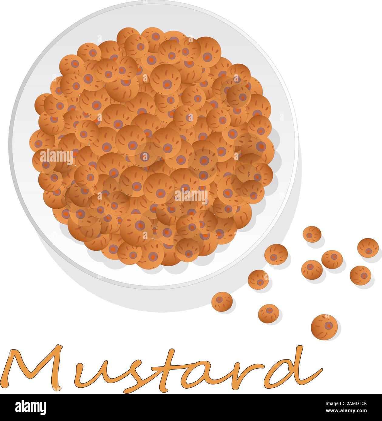 Collection of mustard vector illustrations mustard seeds, flower