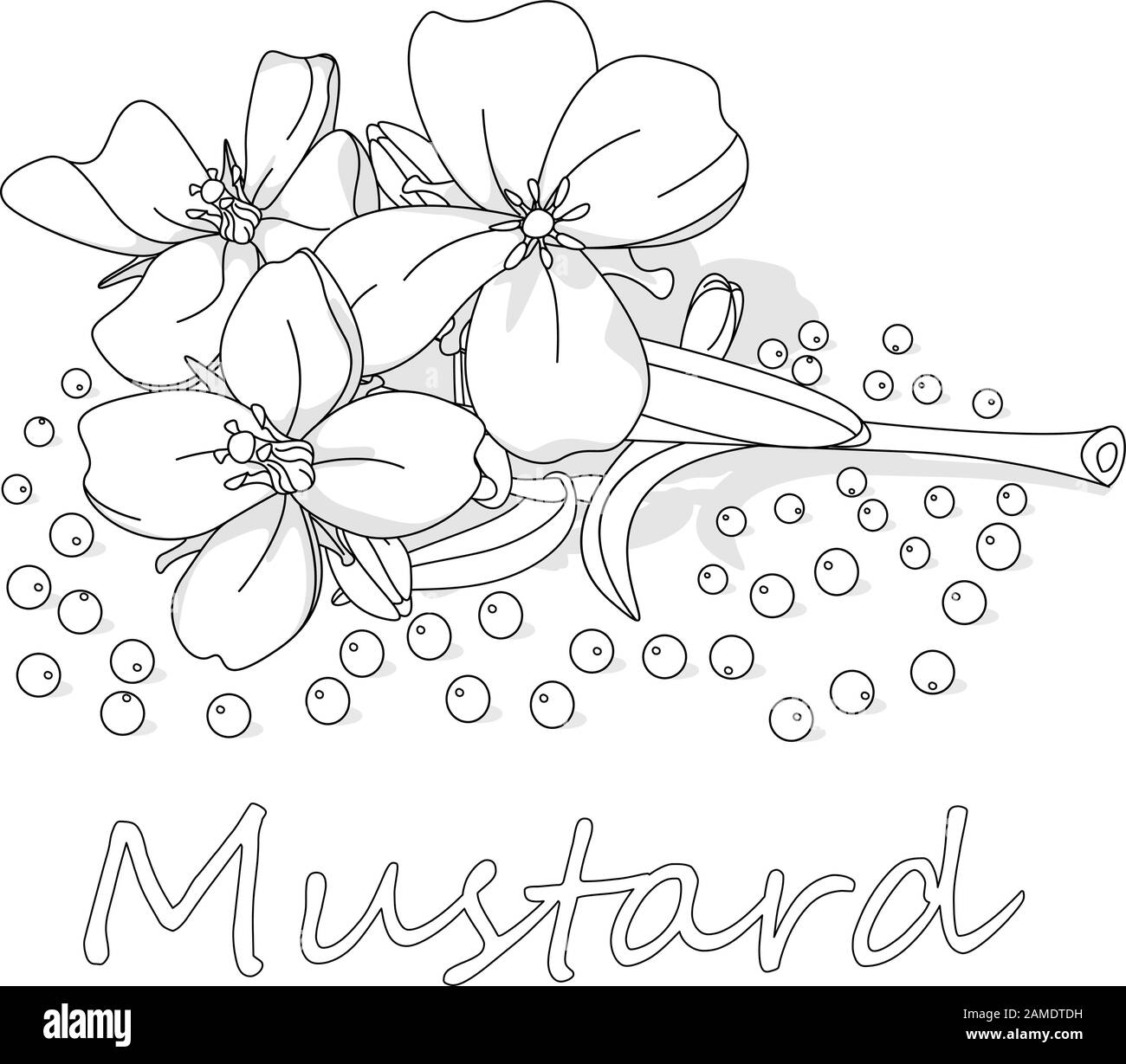 Collection of mustard vector illustrations: mustard seeds, flower, leaves and pod. Isolated on white background. Stock Vector