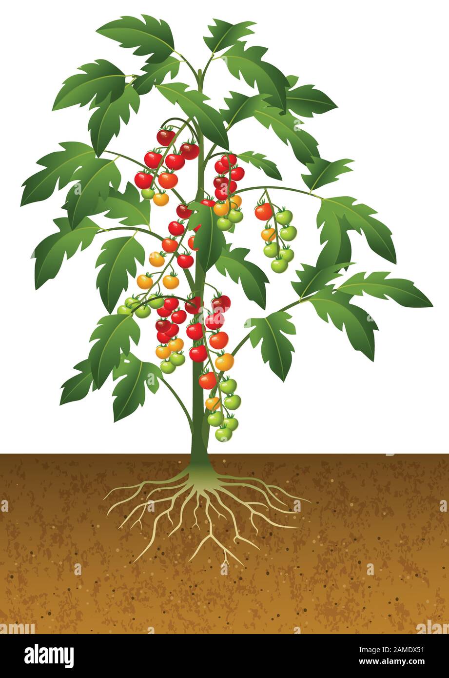 Illustration of cherry tomato plant with root under the ground Stock Vector  Image & Art - Alamy