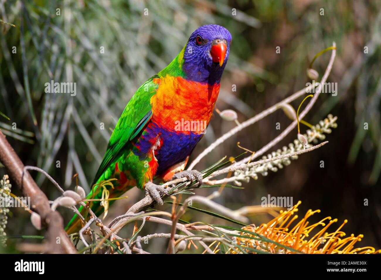 Rainbow Lorikeet (Trichoglossus moluccanus) native parrot of eastern Australia, sitting on a tree branch Stock Photo