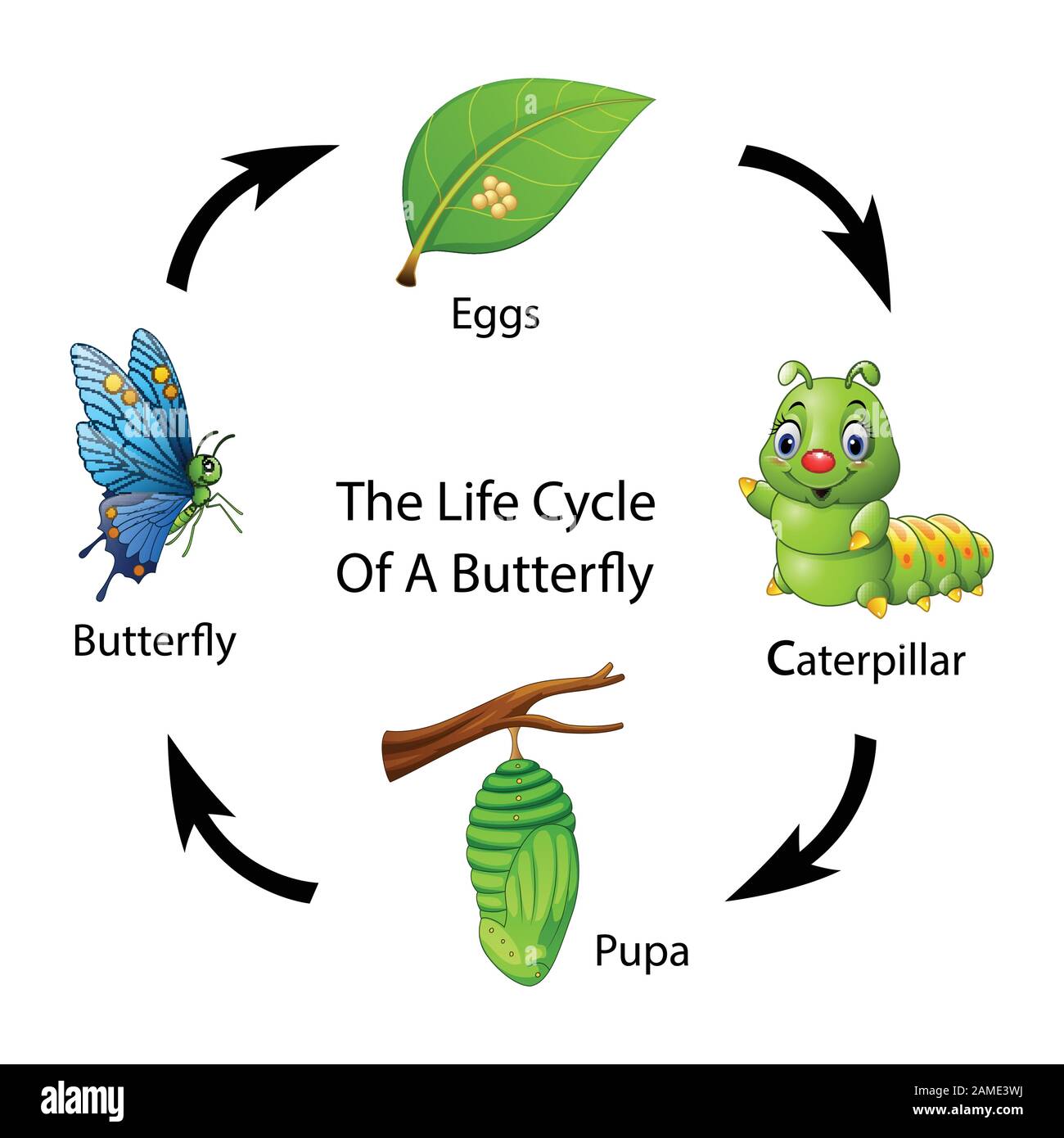 The life cycle of a butterfly Stock Vector