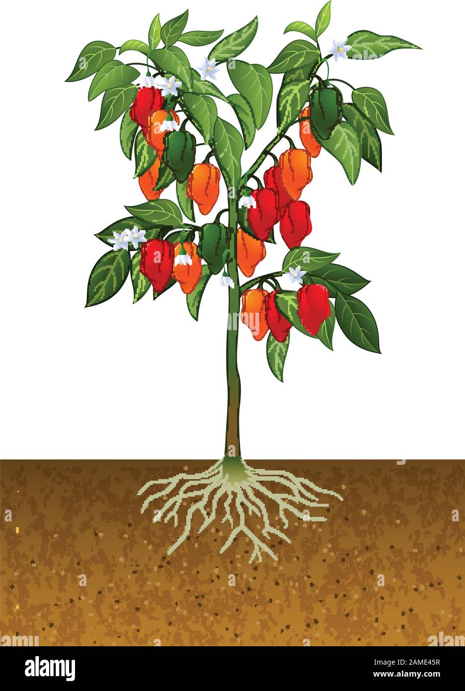 Habanero Plant Drawing