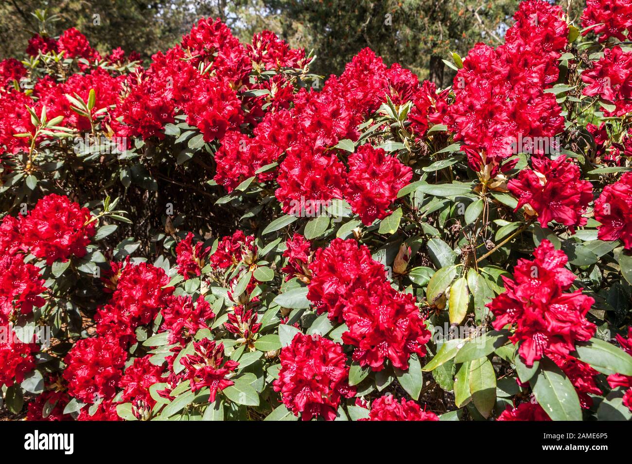 Red rhododendron Flowers Red rhododendrons Garden Rhododendrons Border ...