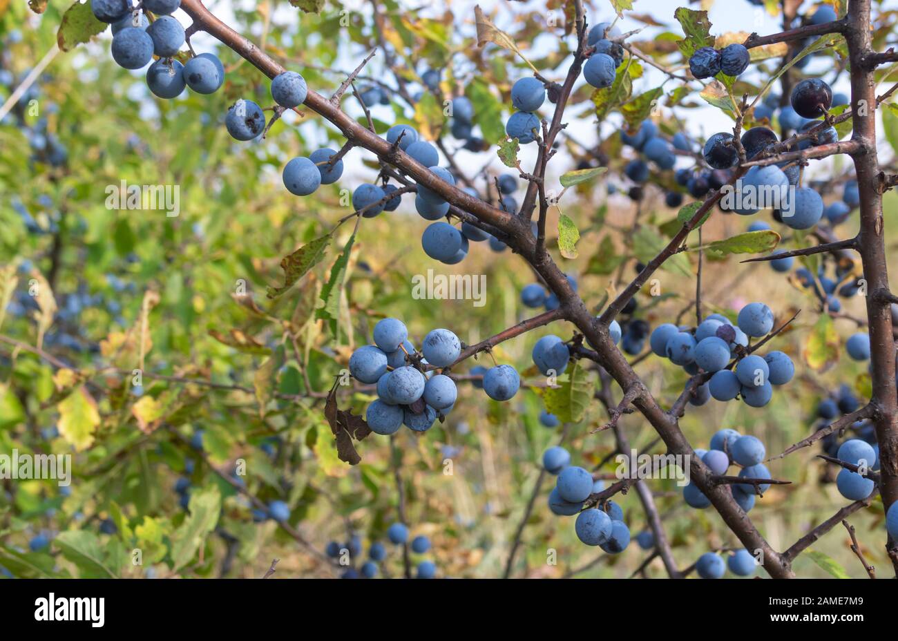 Wild plant prunus spinosa also called blackthorn closeup with blue round fruits  at fall season Stock Photo