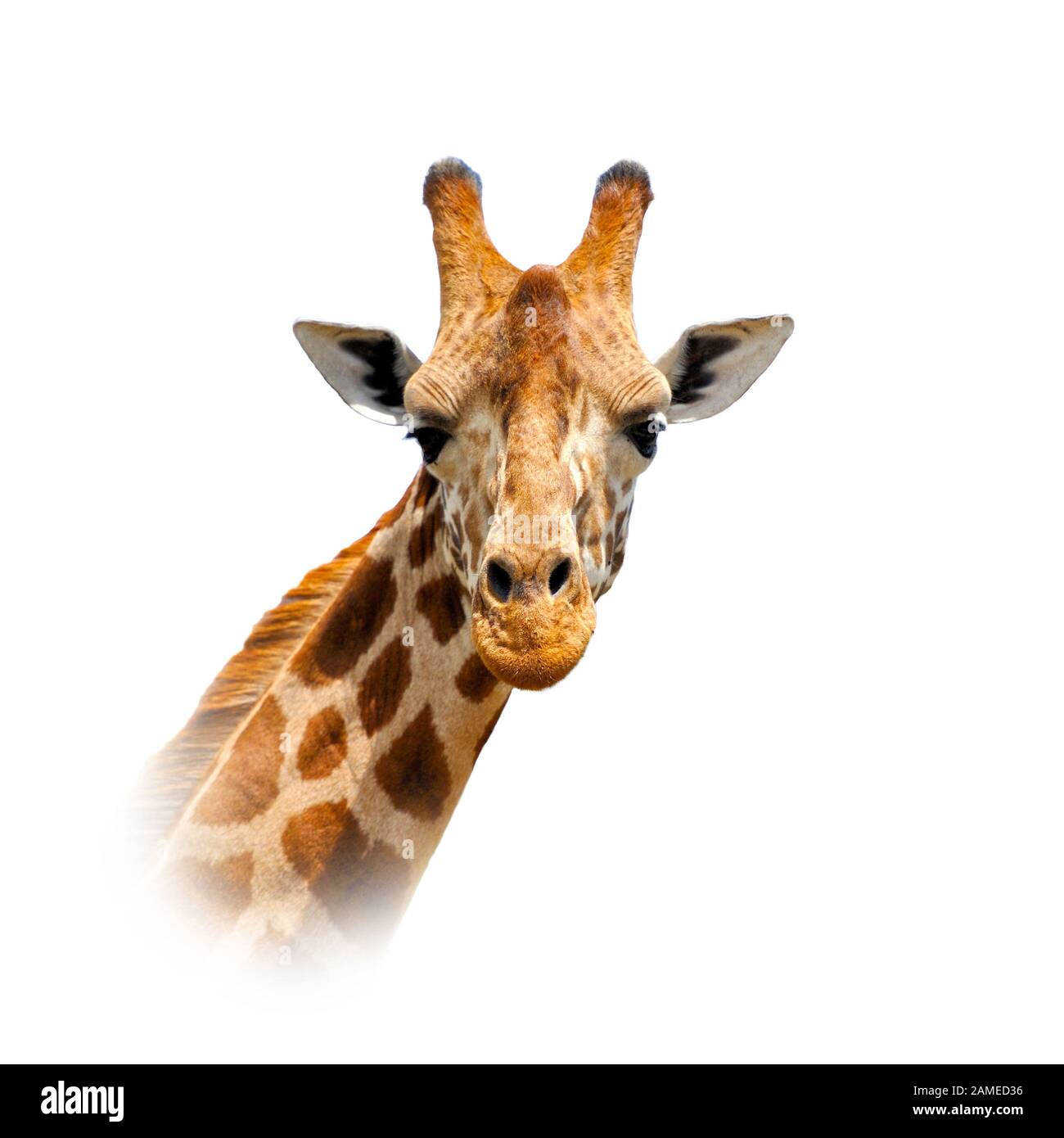 Close up giraffe portrait isolated on white background Stock Photo