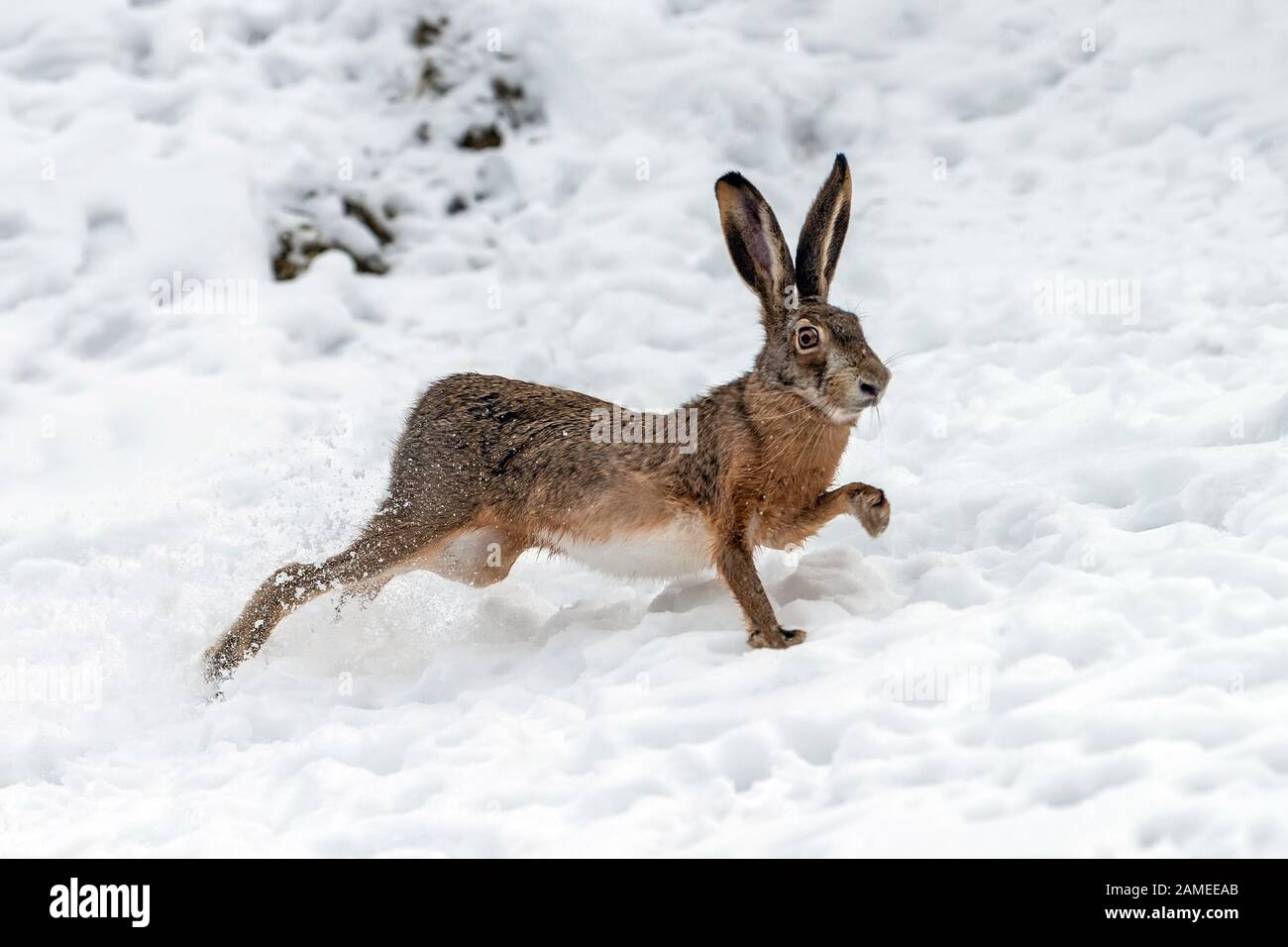 Close up Hare running in the winter field Stock Photo Alamy