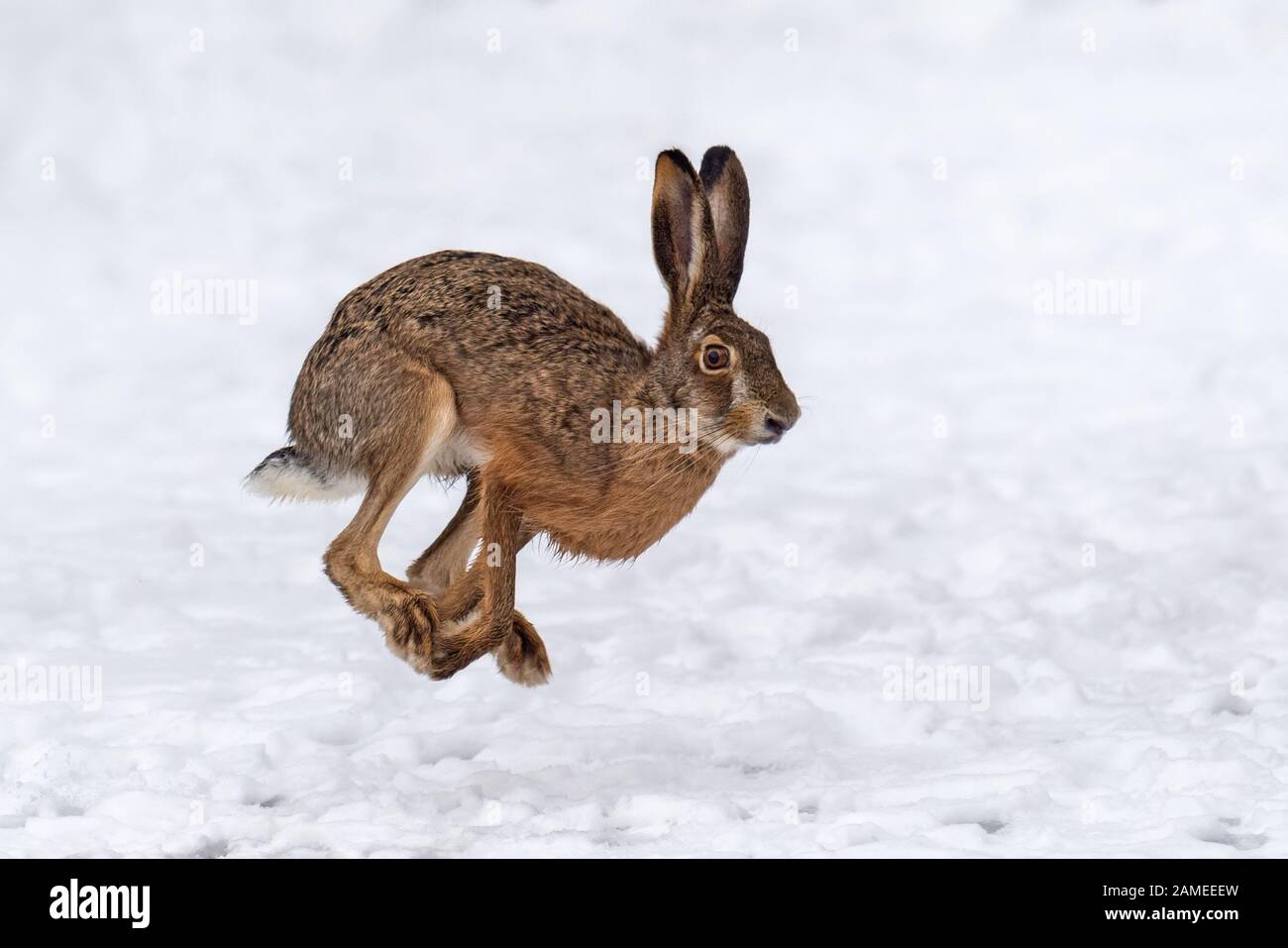 Jack rabbit running outlet