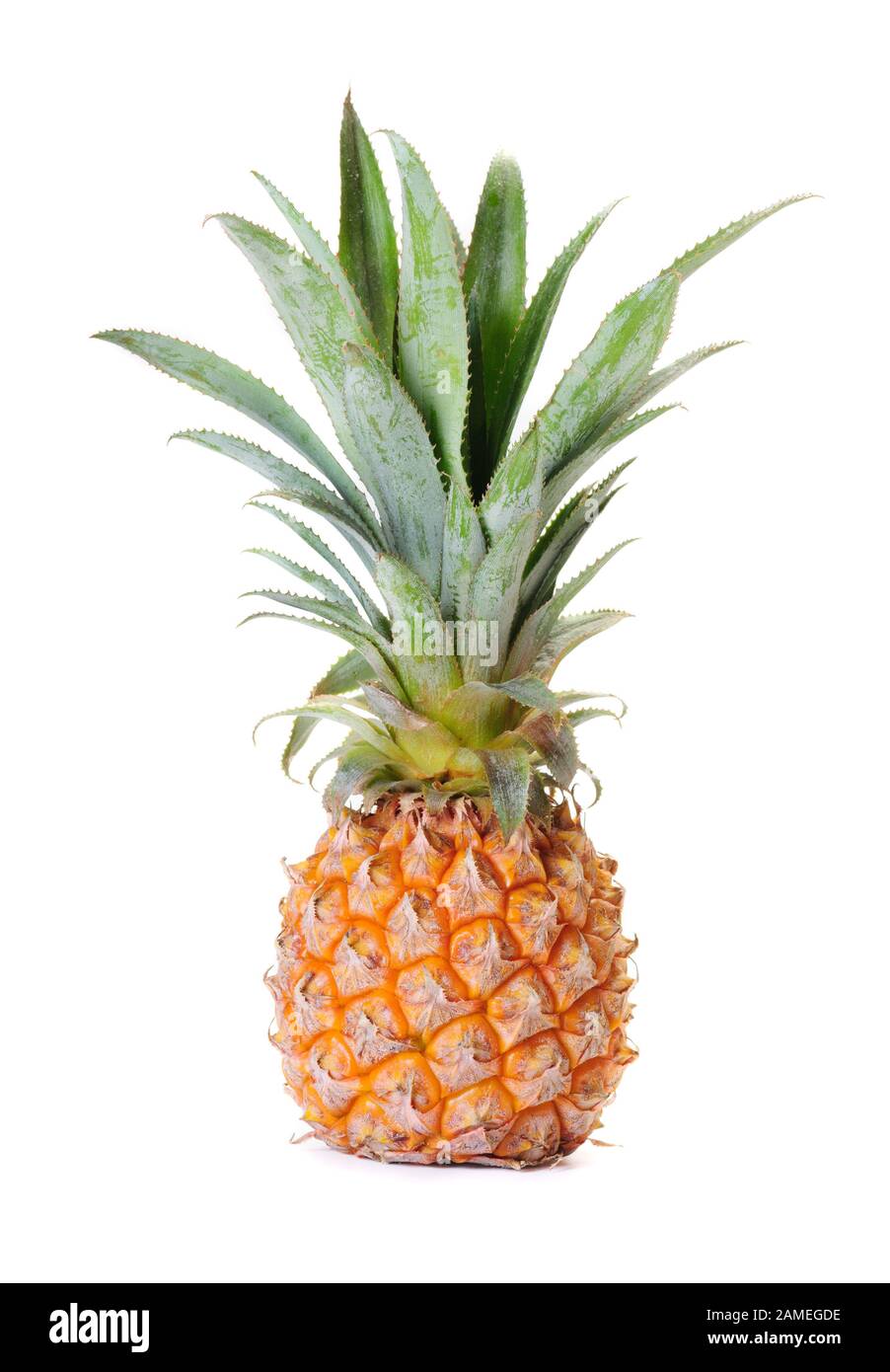 Baby Pineapple isolated on white background Stock Photo