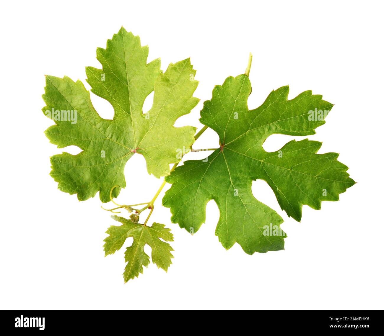 Closeup grape leaves on Cut Out Stock Images & Pictures - Alamy