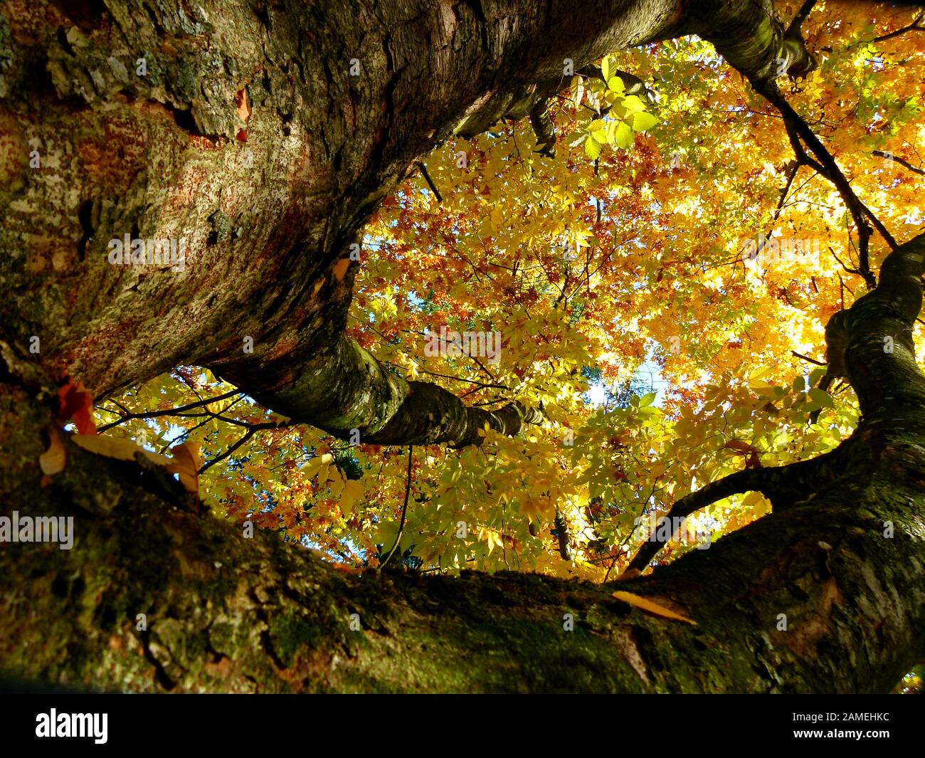 deciduous tree with yellow autumn leaves in full sun and very steep perspective, Stock Photo