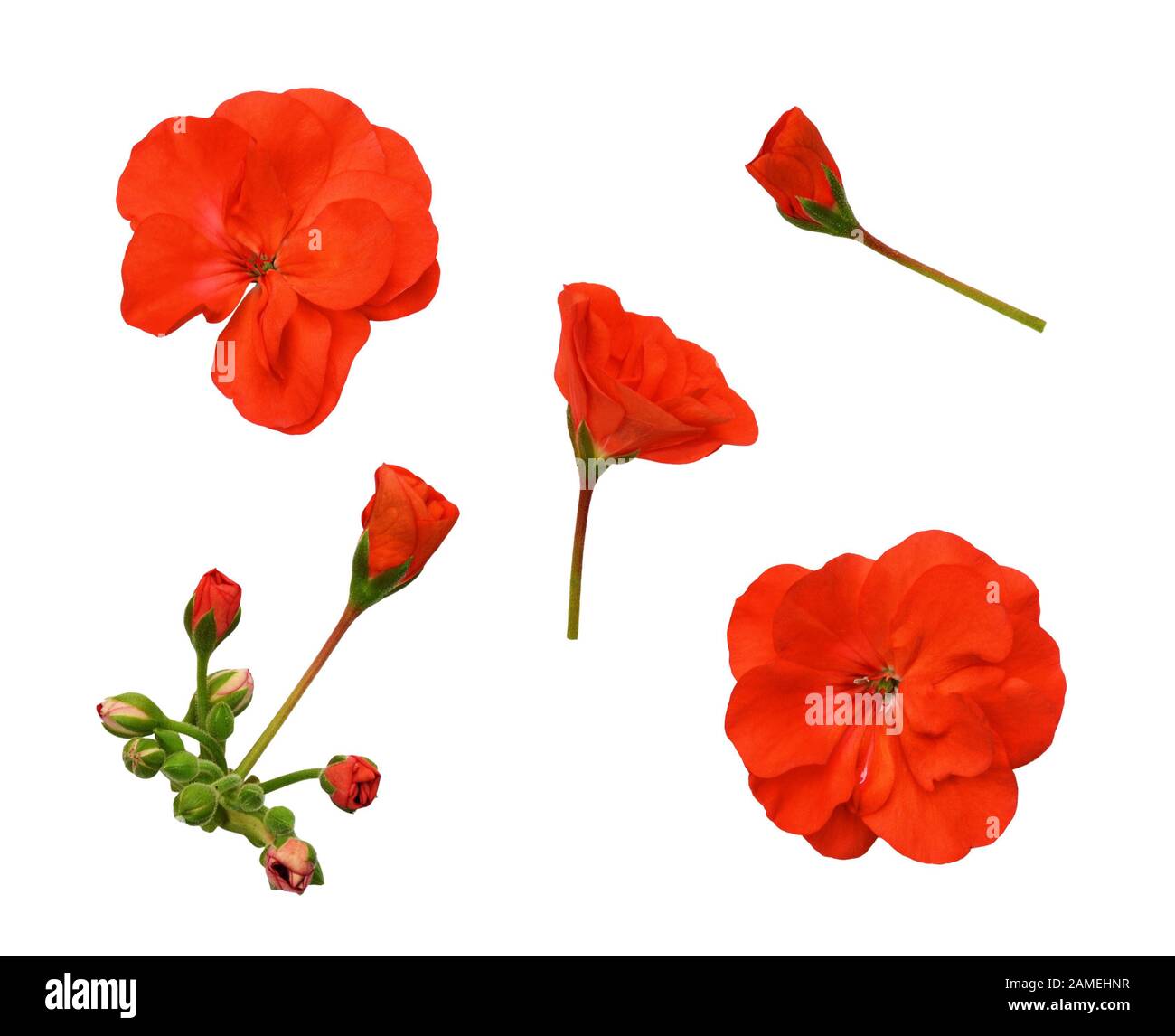 Set of red geranium flowers isolated on white Stock Photo