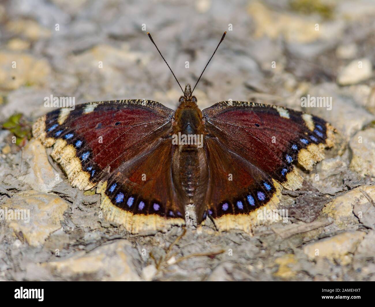 Camberwell beauty butterfly (Nymphalis antiopa) warming in early spring sun after hibernation as imago adult insect. La Brenne, France. Stock Photo
