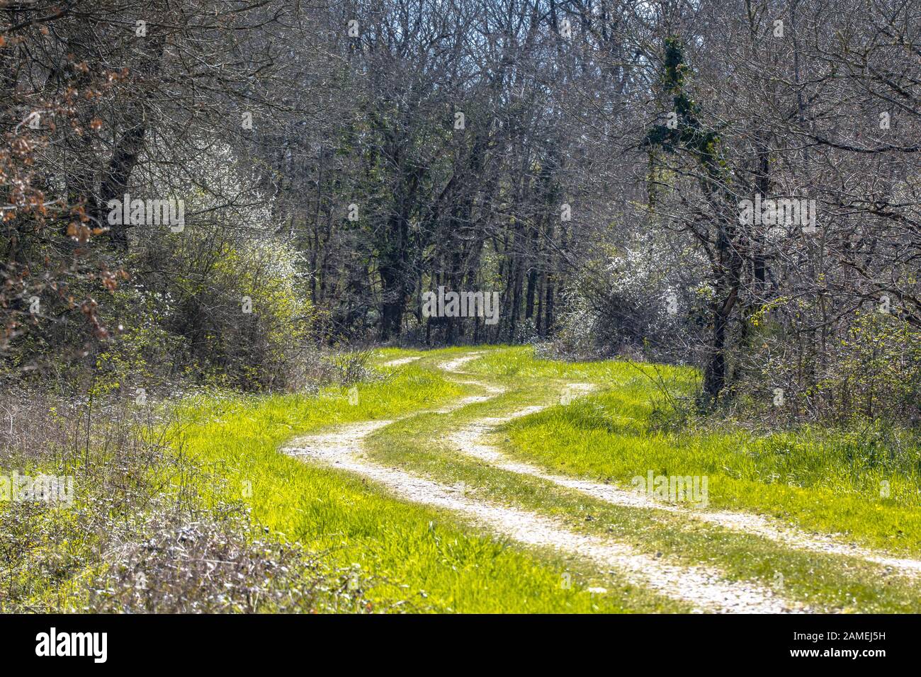 Trees and bushes along forest track with blossom of Amelanchier (Amelanchier ovalis) and Common hawthorn (Crataegus monogyna) in March, La Brenne Fran Stock Photo