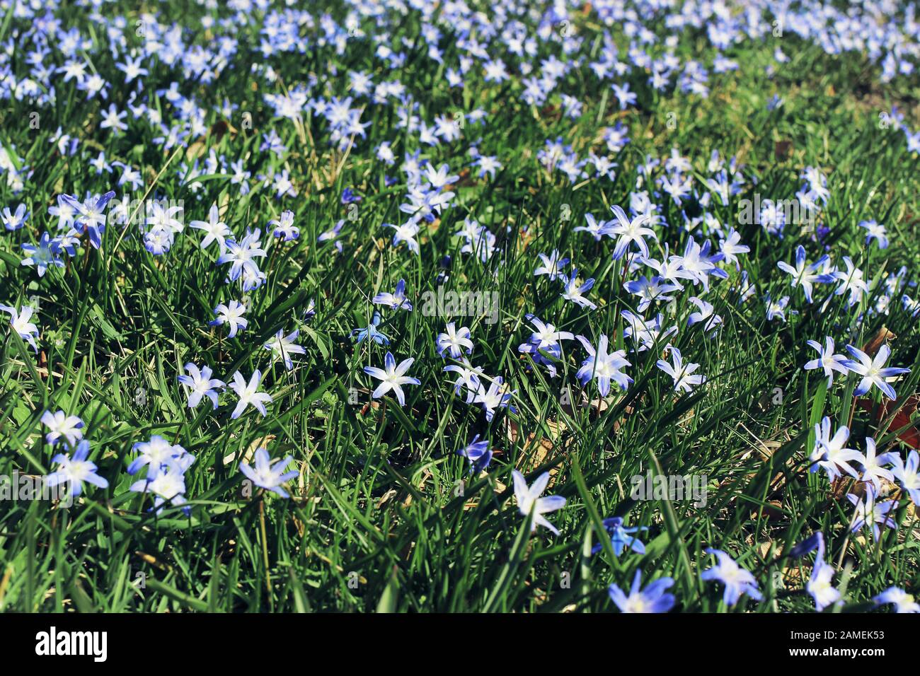 Closeup of blooming blue scilla luciliae flowers in sunny day. First spring bulbous plants. Floral meadow ground cover, carpet. Chionodoxa blossoms am Stock Photo