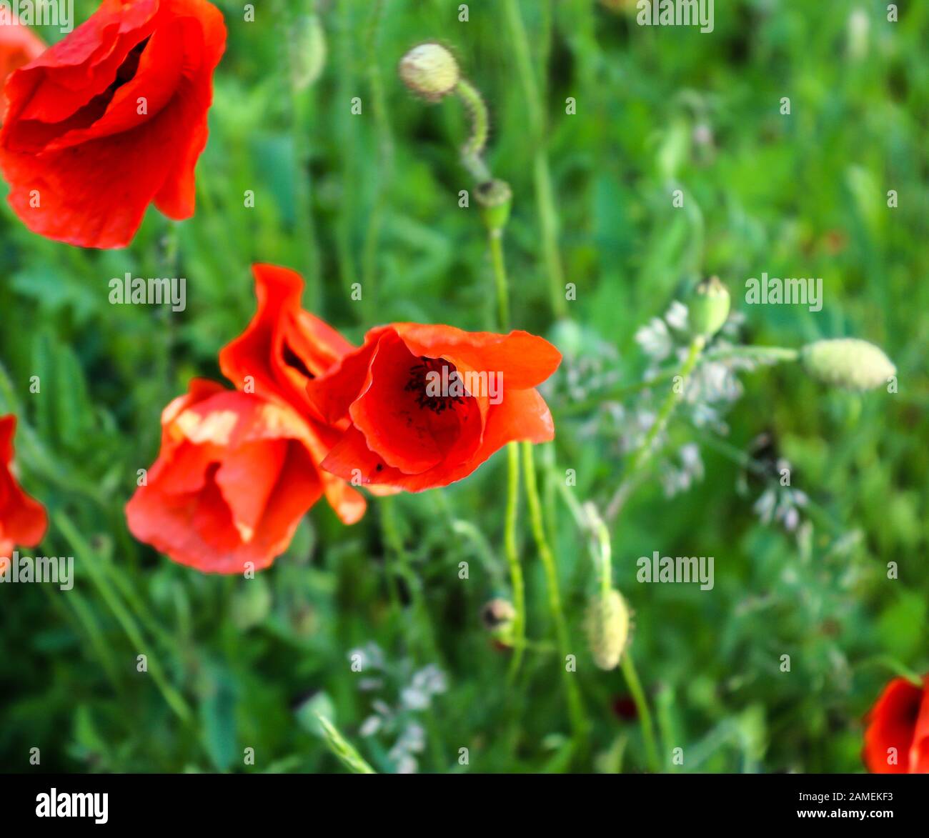 Beautiful yellow and red poppy flowers on a field Stock Photo - Alamy