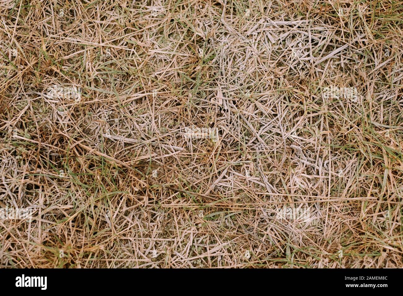 Frozen grass background and texture in landscape top view Stock Photo