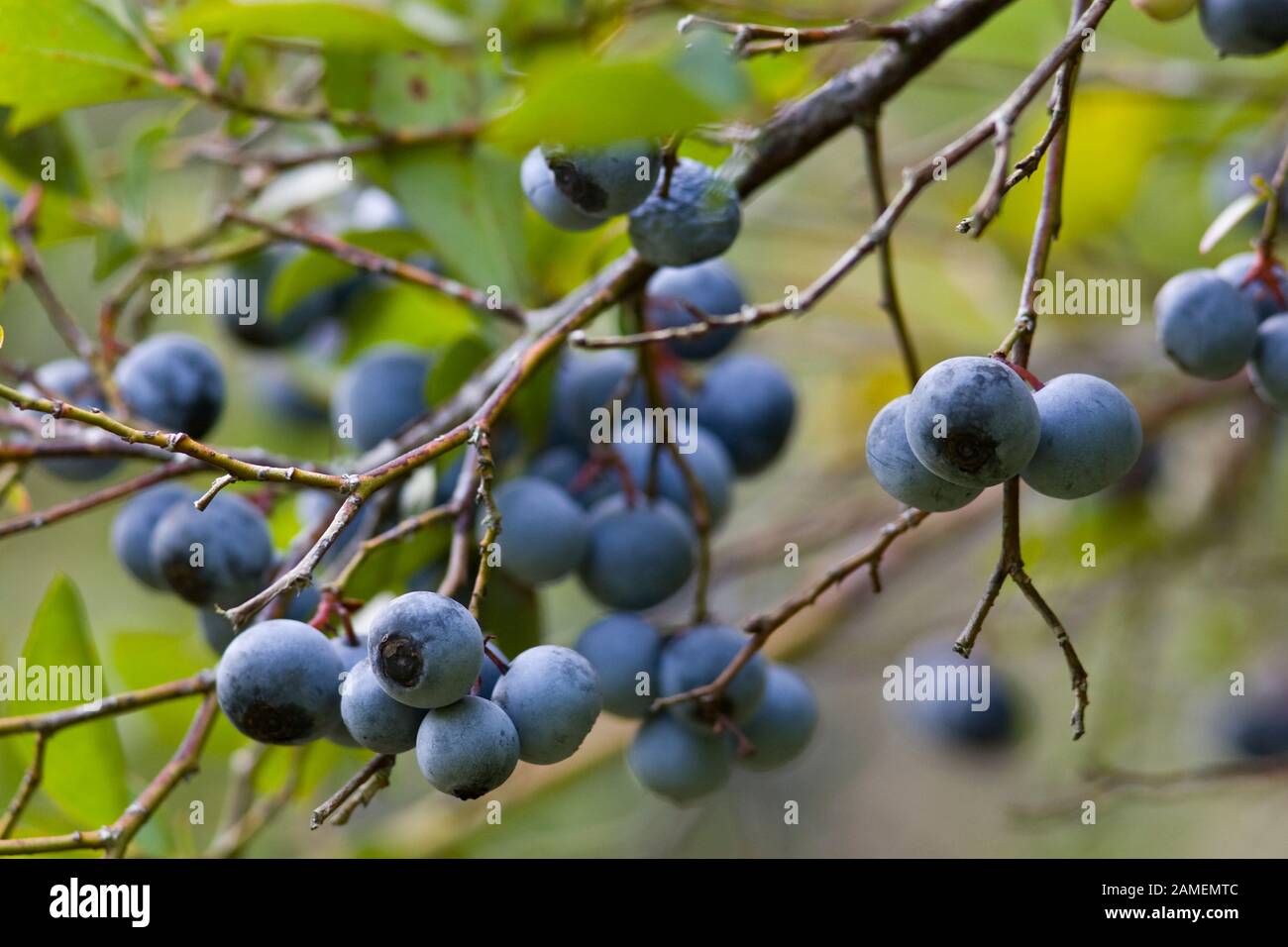 Ripe blueberries on the bush. Vaccinium corymbosum, the northern highbush blueberry. Springfield, Georgia, USA.   Vaccinium corymbosum  Kingdom: Plant Stock Photo