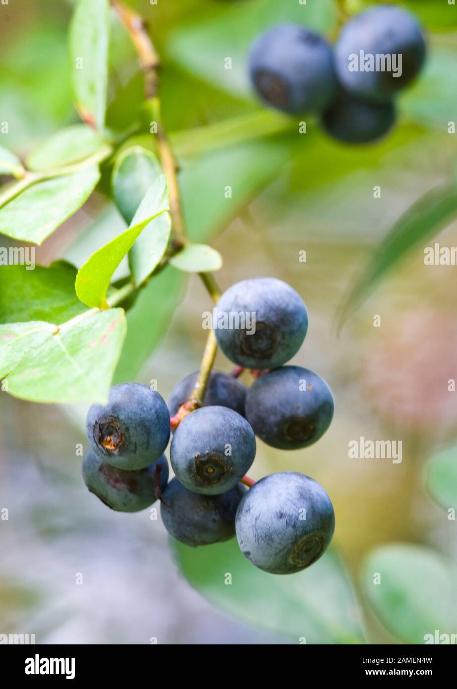 Ripe blueberries on the bush. Vaccinium corymbosum, the northern highbush blueberry. Springfield, Georgia, USA.   Vaccinium corymbosum  Kingdom: Plant Stock Photo