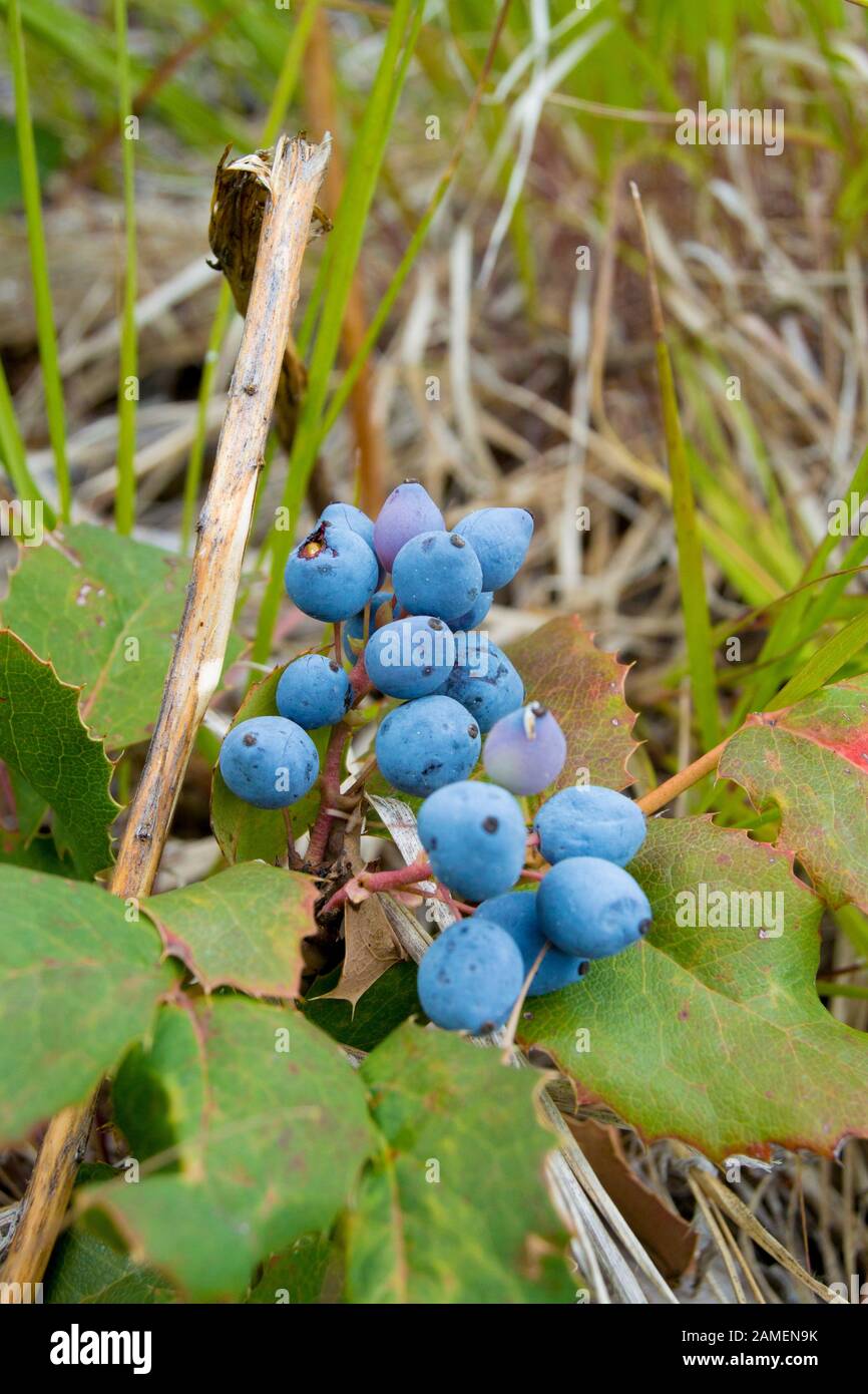 Mahonia repens. Creeping Oregon grapes found growing along Big Spring Creek, Rock Creek, Granite County, Montana, USA Stock Photo