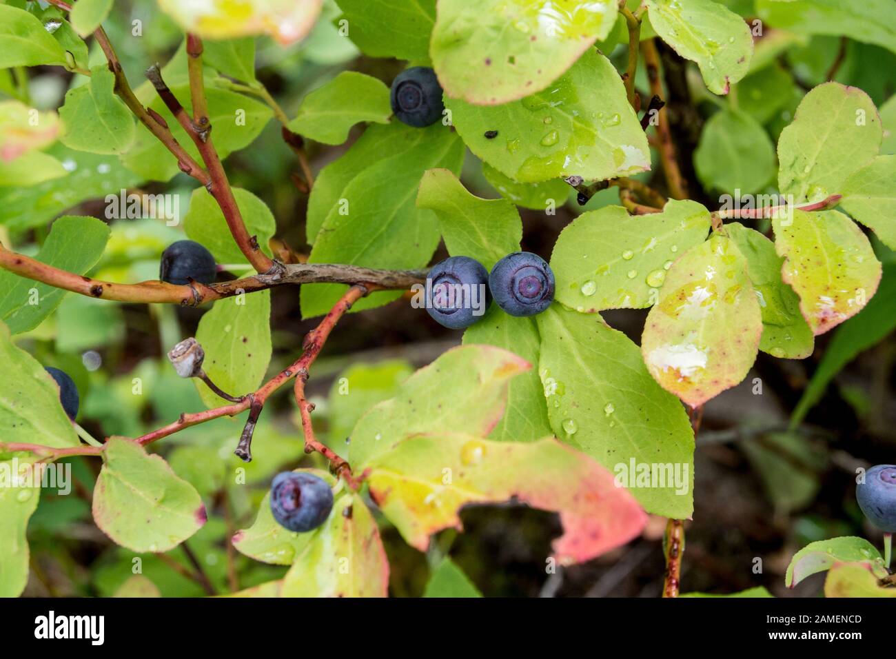 Vaccinium membranaceum hires stock photography and images Alamy