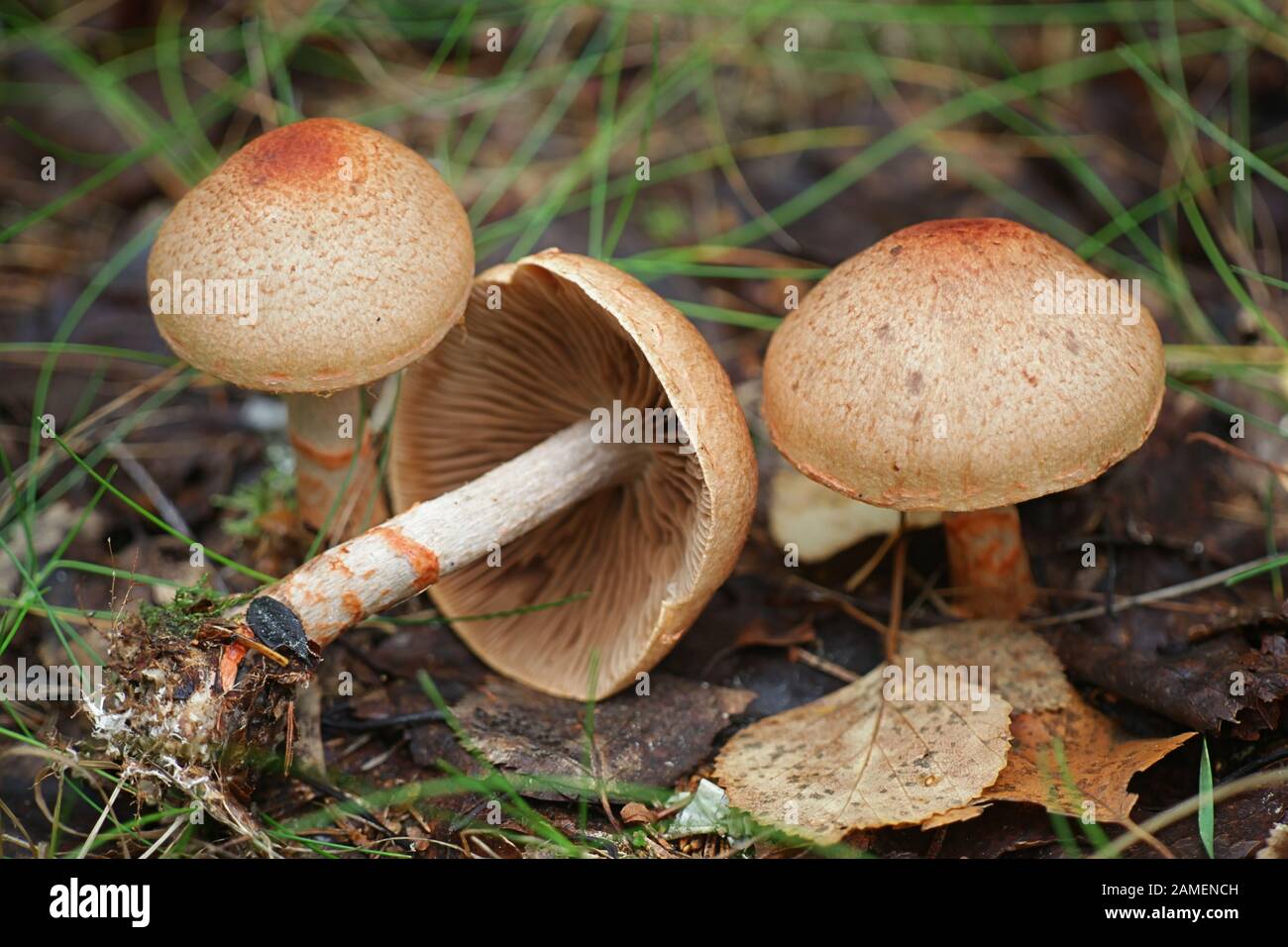 Cortinarius armillatus, known as the red-banded cortinarius, webcap mushrooms from Finland Stock Photo