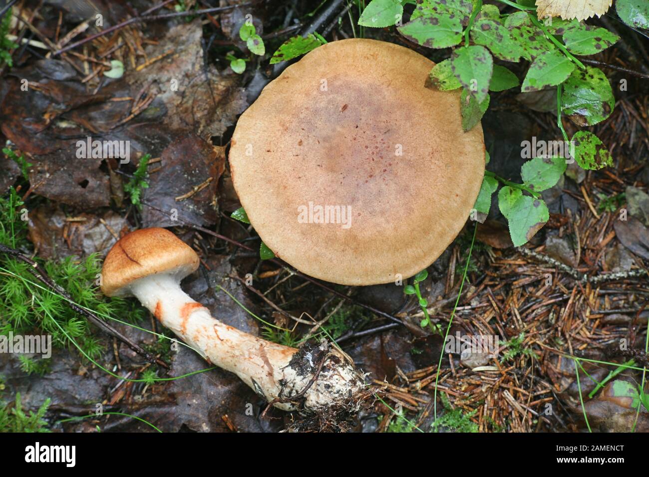 Cortinarius armillatus, known as the red-banded cortinarius, mushrooms from Finland Stock Photo