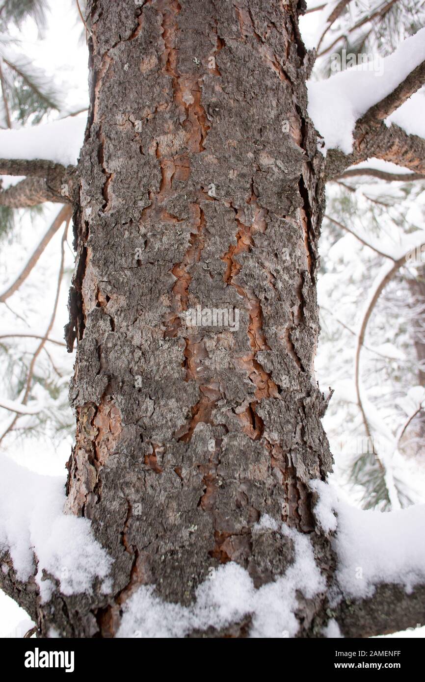 Detail The trunk and bark of a young Ponderosa Pine. Winter. Troy