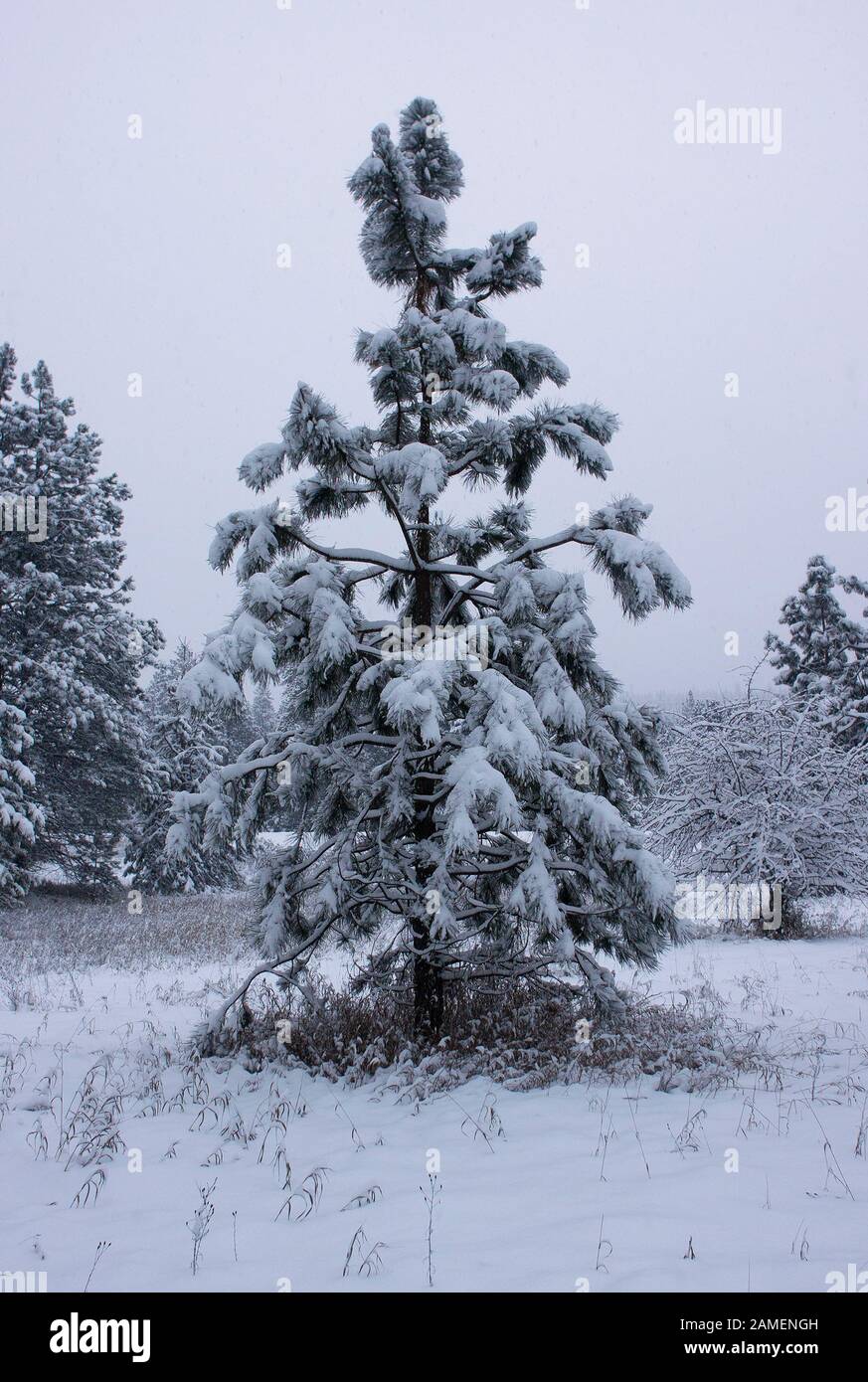 A young Ponderosa Pine in a winter pasture. Troy, Montana. Pinus ponderosa subsp. ponderosa. Columbia ponderosa pine, North plateau ponderosa pine. Stock Photo