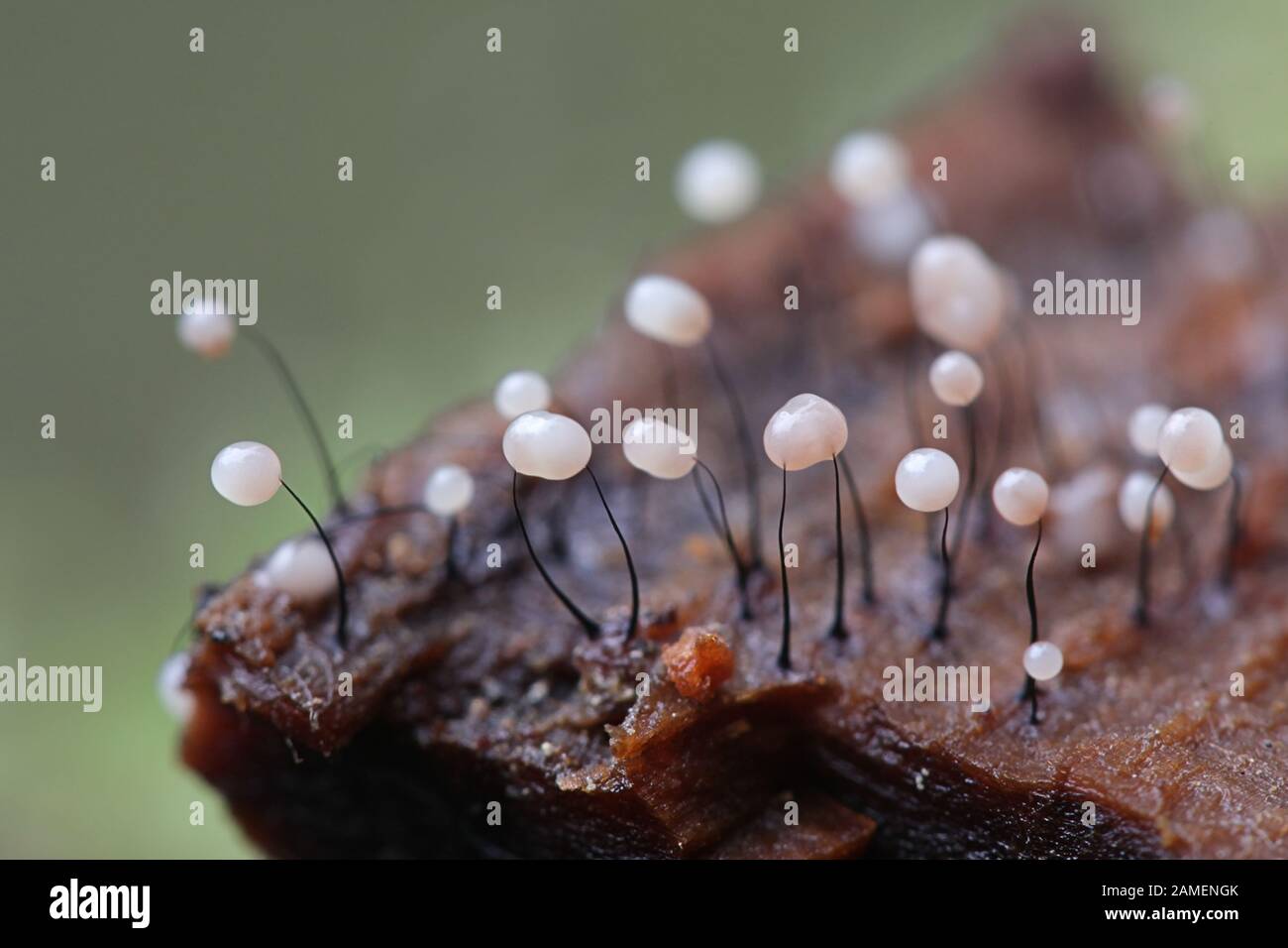 Comatricha nigra, a plasmodial slime mold, sporangia on decaying wood in Finland Stock Photo