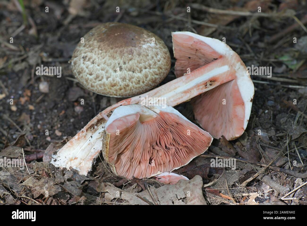Great scaly wood mushroom hires stock photography and images Alamy