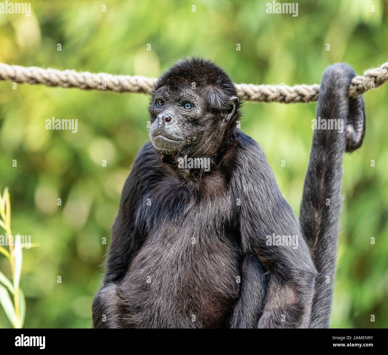 The black-headed spider monkey, Ateles fusciceps is a species of spider ...