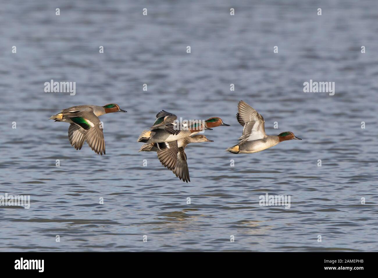 Flock of wild UK teal ducks (Anas crecca) in midair flight over water, flying free, facing right in winter sunshine. Stock Photo
