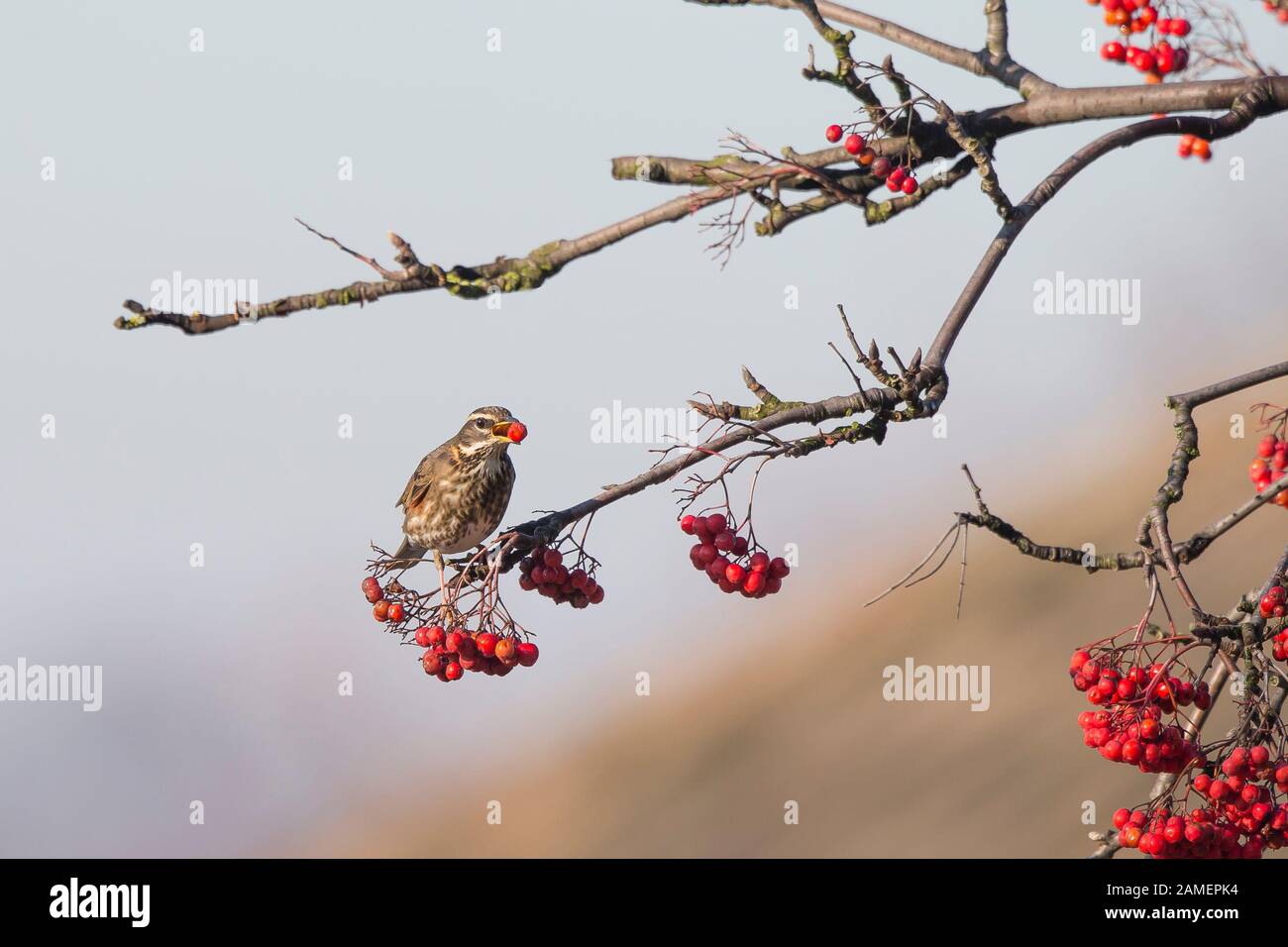 Close up of wild UK redwing bird (Turdus iliacus) isolated outdoors, perched on tree branch, eating berries in winter sunshine. British birds. Stock Photo