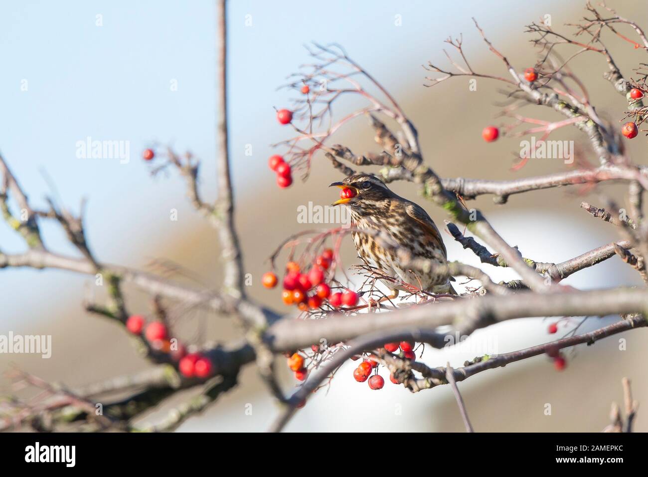Close up of wild UK redwing bird (Turdus iliacus) isolated outdoors