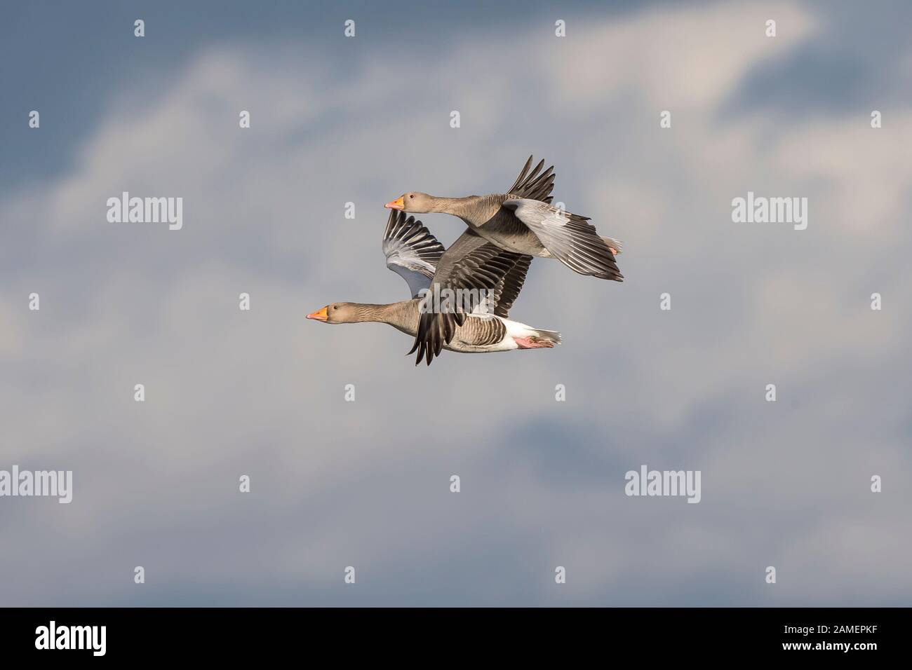 Low angle pair of wild sunlit UK greylag geese (Anser anser) isolated in midair flight. Geese flying free, high in blue sky cloud, in winter sunshine. Stock Photo