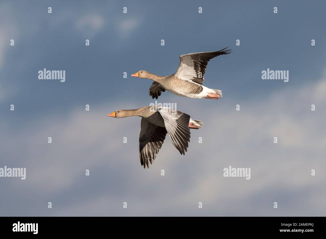 Low angle pair of wild UK greylag geese (Anser anser) isolated in midair flight. Geese flying free, high in the sky, in winter sunshine. Stock Photo