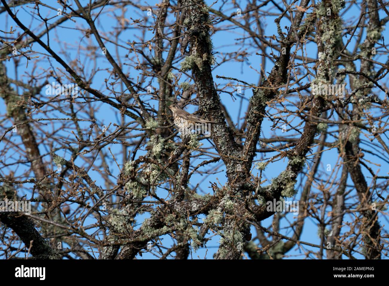 Thursh bird hidden in the tree branches, bottom view Stock Photo