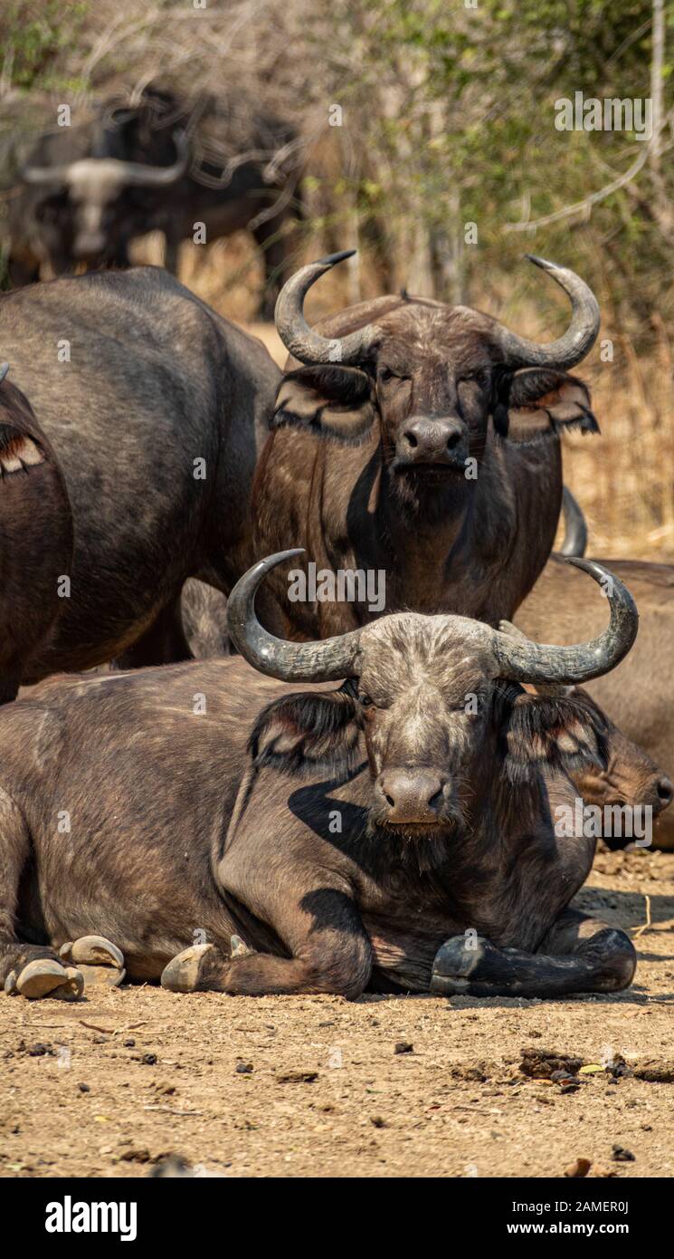 Buffalo cattle looking at the camera, vertical composition Stock Photo