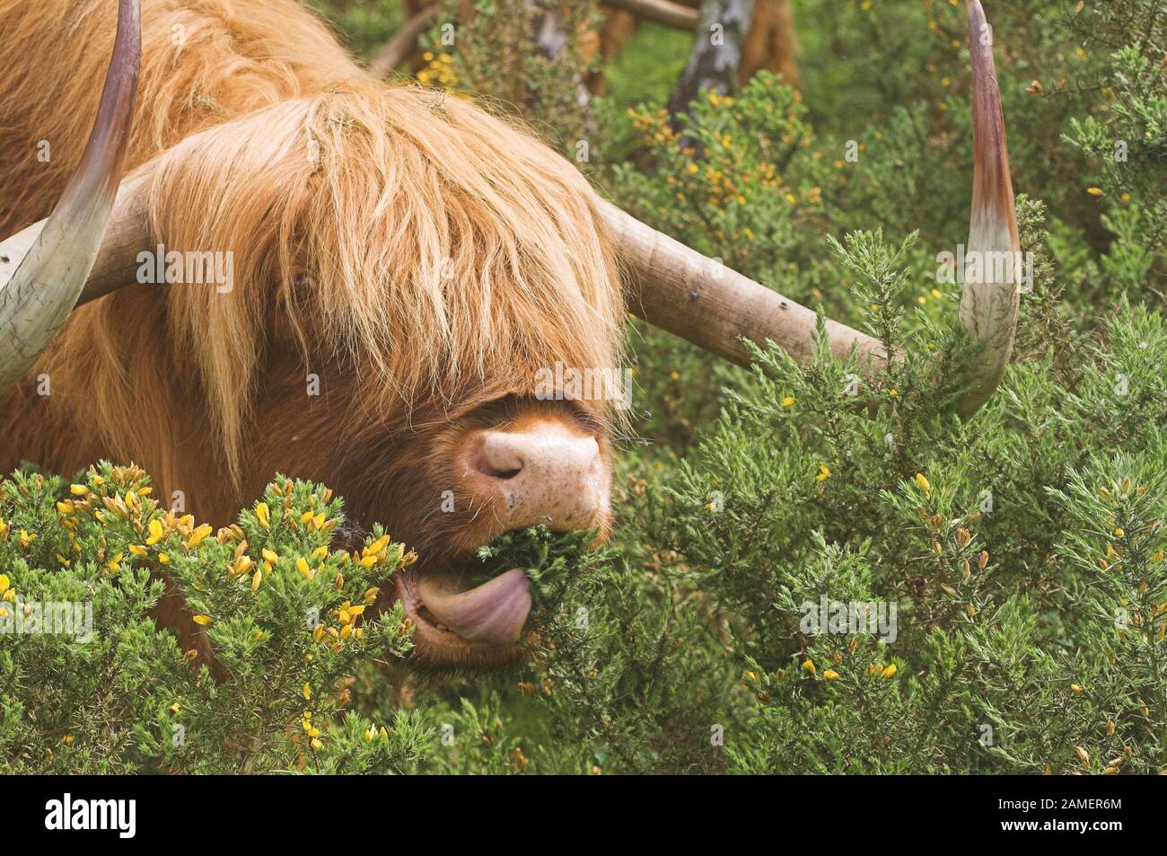 Highland Cow Eating High Resolution Stock Photography And Images Alamy