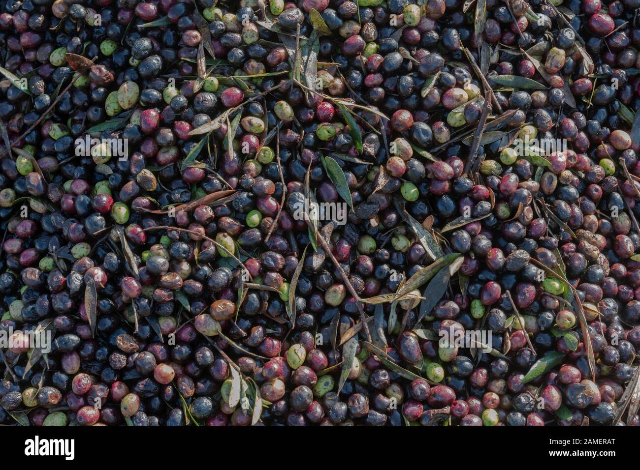 Olive oil production hires stock photography and images Alamy