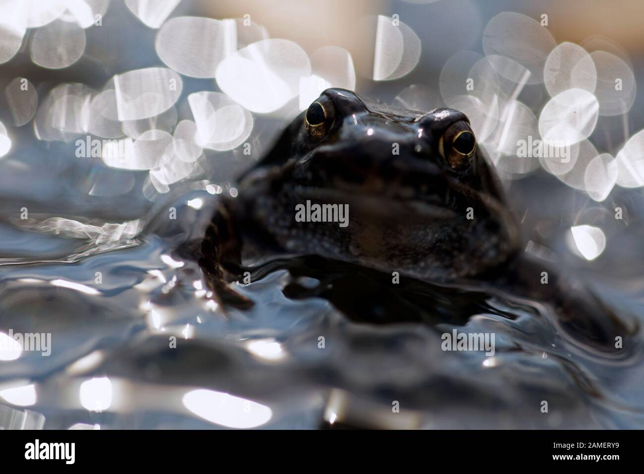 brown frog, the Netherlands Stock Photo