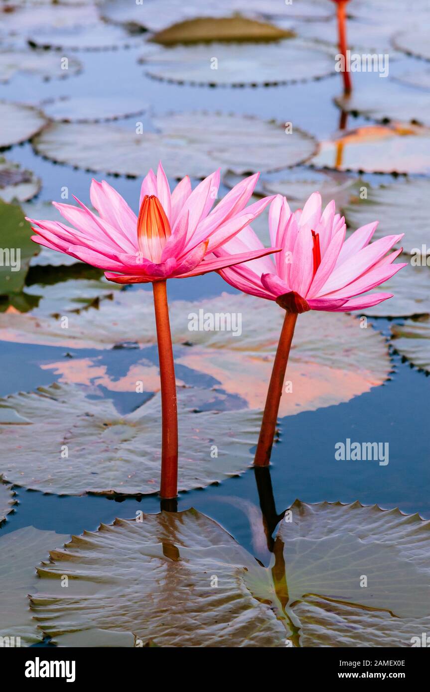 Sweet soft pink lotus water lilies full bloom under morning light - pure and beautiful tropical water plant in Thailand Stock Photo