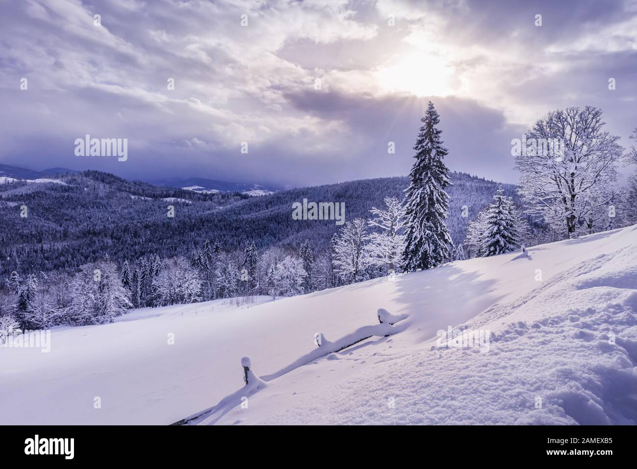 Beautiful winter landscape with Carpathian mountains covered by mixed forest under untouched fresh heavy snow. Sun is shining through gap in clouds. S Stock Photo