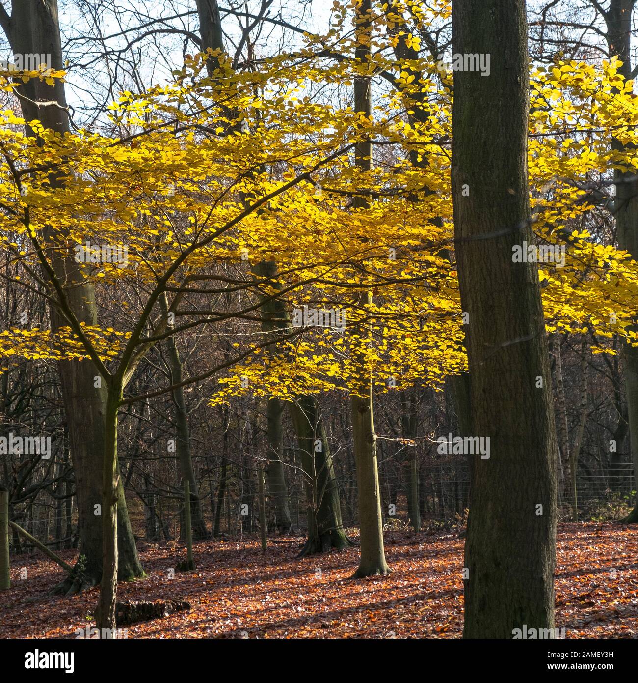 A young Beech Tree Fagus sylvatica with golden yellow leaves backlit by late autumnal sunlight in Thorndon Park North in Brentwood in Essex. Stock Photo
