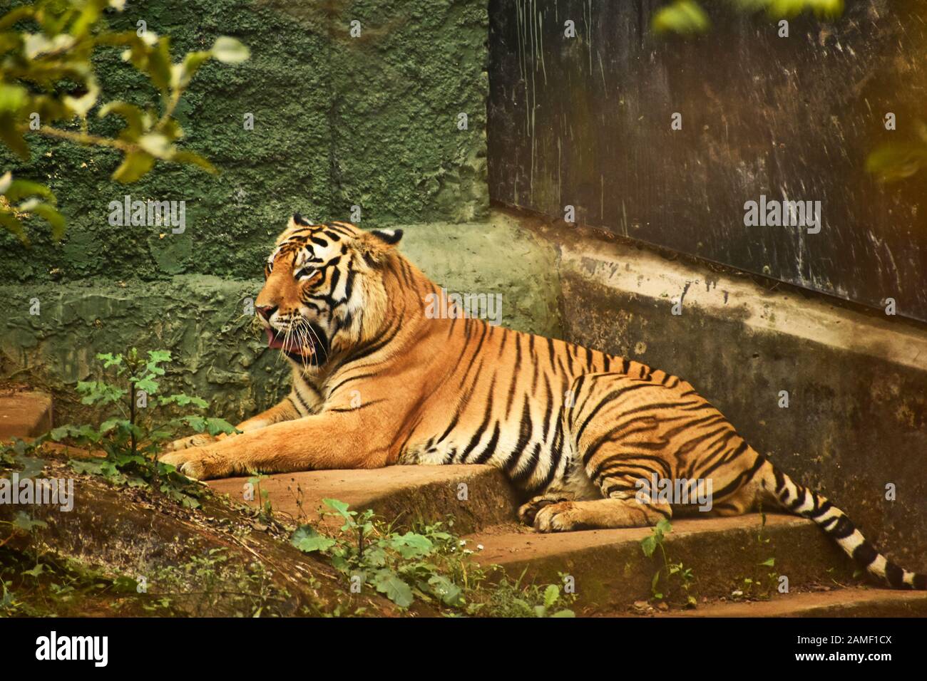 royal bengal tiger resting in a zoo Stock Photo